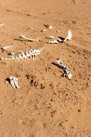Ancient SKELETON found on property