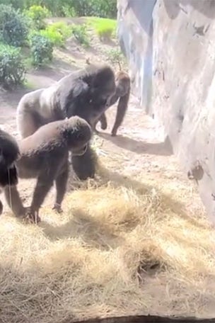 Gorillas find THIS in their pen