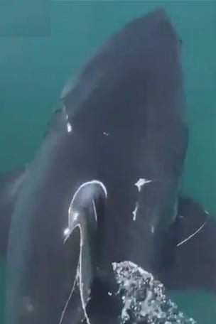 Fisherman FREES shark