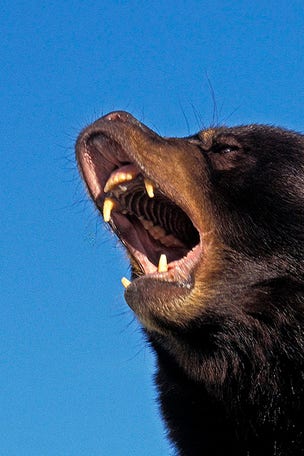 State's NEW hunting record