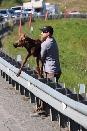 Man helps baby MOOSE