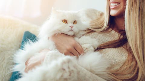 19-year-old shelter cat adopted after his birthday party goes viral: 'Open your heart'