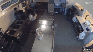 Viral video shows 2 women allegedly break into NYC restaurant, try cooking dumplings: report