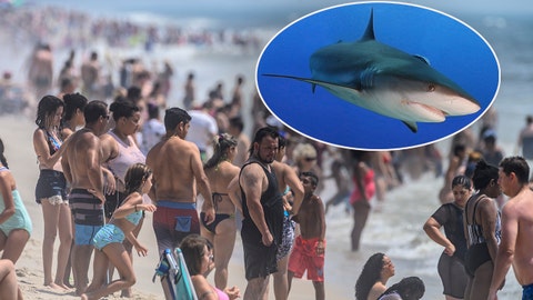 New York shark sightings prompt new flag warnings at beaches