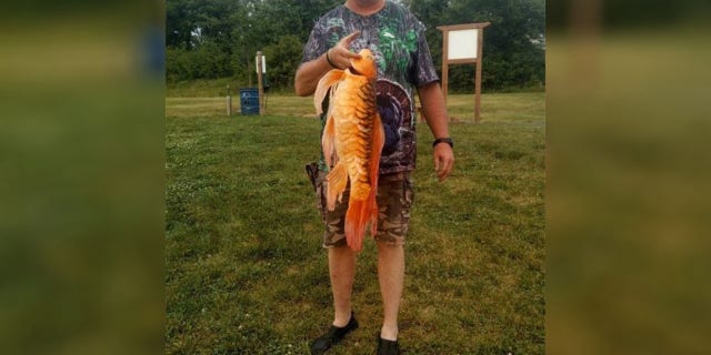 The Missouri Conservation Department posted about locals catching a large goldfish that appears to have been dumped in the wild.