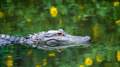 Alligator sneaks up on unaware fisherman in viral video