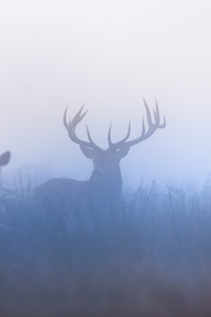 DISEASE found in elk, deer