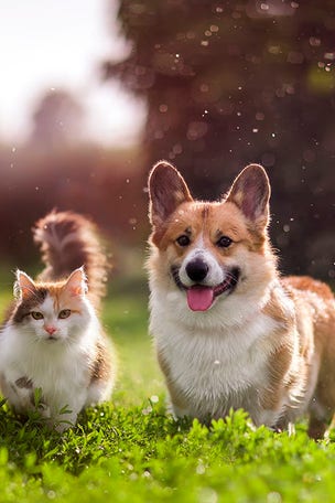 Top dog and cat names of 2022