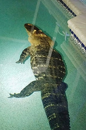 11-FOOT gator found in pool