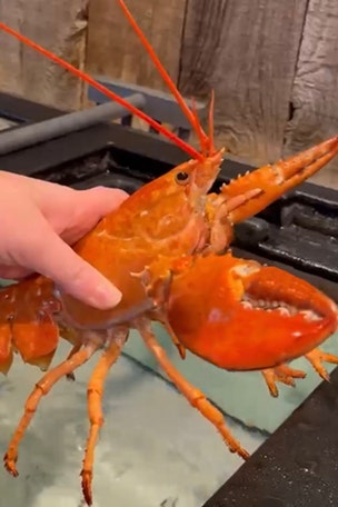 Rare orange lobster SAVED
