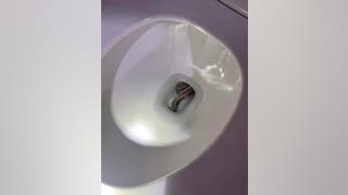 Alabama police remove massive gray rat snake from family's toilet