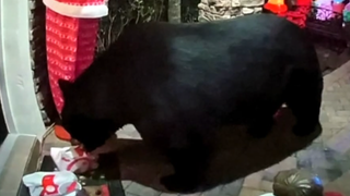 Video shows bear snatching family's meal off porch