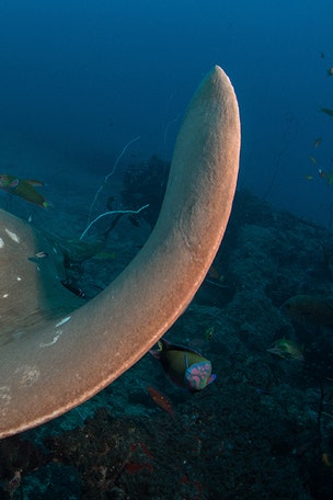 STUNNING stingrays spotted