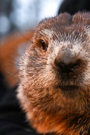Groundhog Day QUIZ!