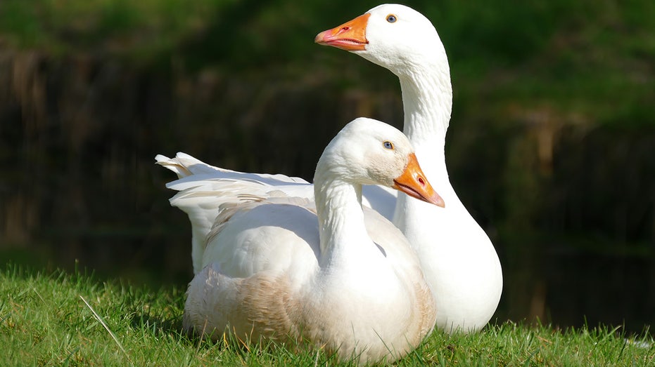 Face ID technology used on geese has troubling parallel to communist China: expert Face ID technology used on geese has troubling parallel to communist China: expert