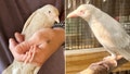 Rare albino crow found in Connecticut unable to fly: &apos;A special bird&apos;