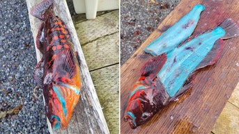 Fisherman in Alaska reels in catch that's bright blue on the inside: 'Pretty crazy'