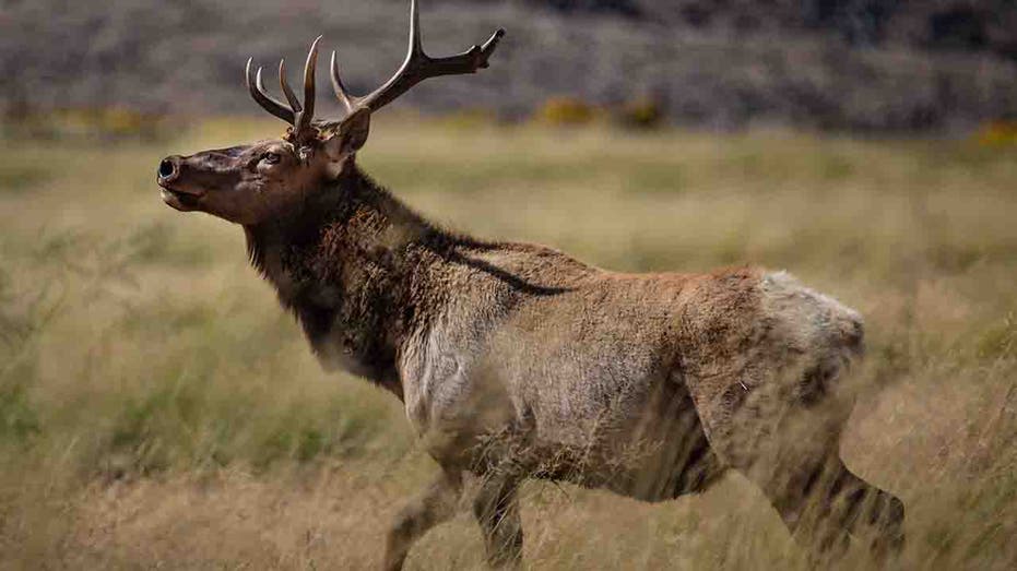 Arizona woman dies after elk tramples her in backyard; first fatal attack reported in state Arizona woman dies after elk tramples her in backyard; first fatal attack reported in state