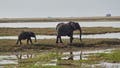 Elephants roam the Chobe river which borders Botswana and Namibia in Kasane, on July 19, 2022. Kavango-Zambezi Transfrontier Conservation Area launched a more than $3 million dollar exercise that employs Artificial Intelligence technology to provide data to help ascertain the numbers of elephants, animal corridors and human settlements around the conservation areas in its member states. Kavango-Zambezi Transfrontier Conservation Area is the biggest at 520 000 square kilometres and carries an estimated 250 000 elephants despite fluctuations between the porous borders of each neighbouring state. More than two million people who live alongside the animals have seen an increase in Human-Wildlife conflict which is attributed to an upsurge in elephant numbers, climate change and human development. (Photo by Zinyange Auntony / AFP) (Photo by ZINYANGE AUNTONY/AFP via Getty Images) - Fox News