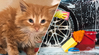 Kitten miraculously rescued from active car wash after employee heard 'meow' - Fox News