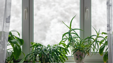 6 products to help your indoor plants to thrive in the winter - Fox News