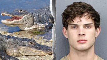 Influencer charged after allegedly blasting dead gator on viral livestream stunt - 91����