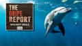 Let's all agree that dolphins are the 'smart kids who don't apply themselves' of the Animal Kingdom - Fox News