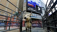 2015 professional bull rides tour raking in big bucks