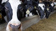 Global use of antibiotics on farm animals on the rise?