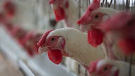 Are Americans eating less chicken? 