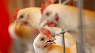 Will the Bird Flu outbreak put consumers at risk?