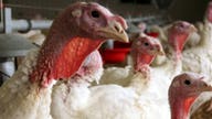 Will Bird Flu outbreak lead to higher prices for consumers?