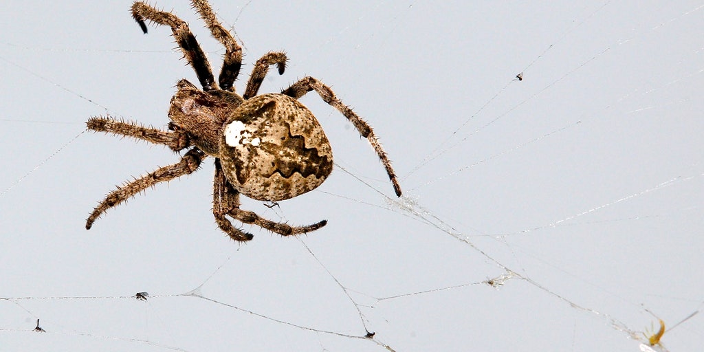 Collection of creepy crawlers worth millions Fox Business Video