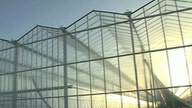 Using the Sun to Produce Oil