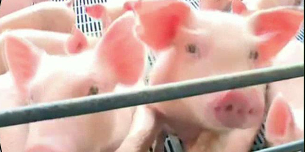 Virus Could Lead to Higher Pork Prices Fox Business Video