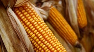 Corn Prices Fall, But Cattle Prices Rally