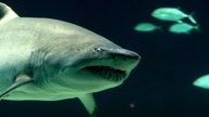 Device forms magnetic force field against sharks