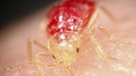 Bed Bugs Said to Plague PIMCO Office in New York