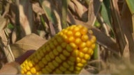Drought Affecting Midwest Corn Crops