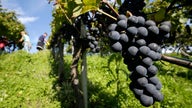 Sour grapes: Drought tests California wine
