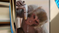 Government waste: Feds spend millions getting monkeys drunk
