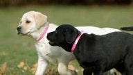 Ackman makes $2B bet on animal health