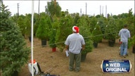 California drought makes selling Christmas trees difficult?