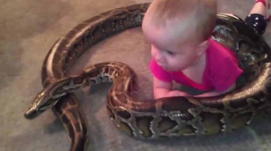 Snake dad gets slammed