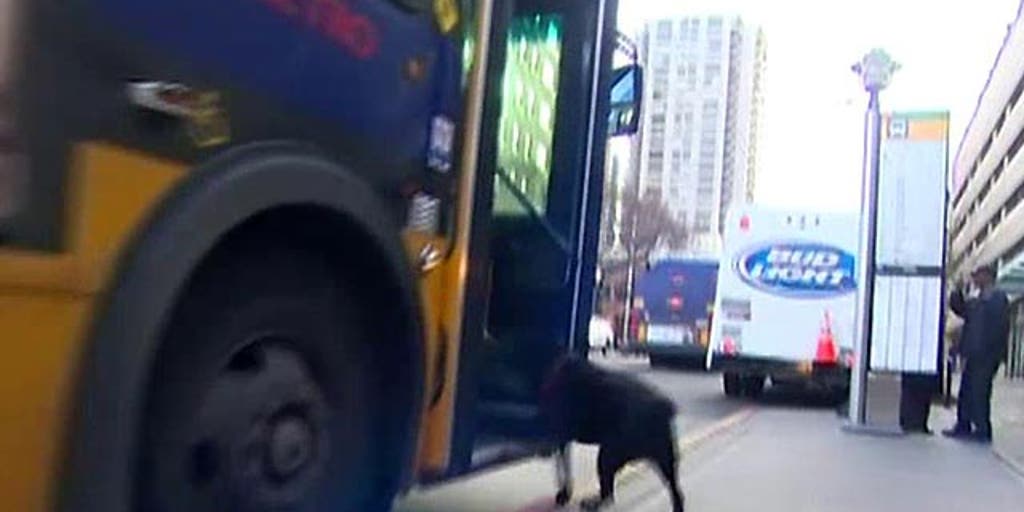 Seattle dog rides bus to dog park alone Fox News Video