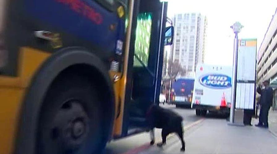 Seattle dog rides bus to dog park alone