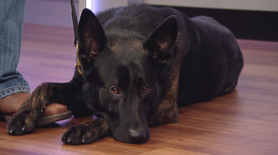 How to train your dog the Navy SEAL way