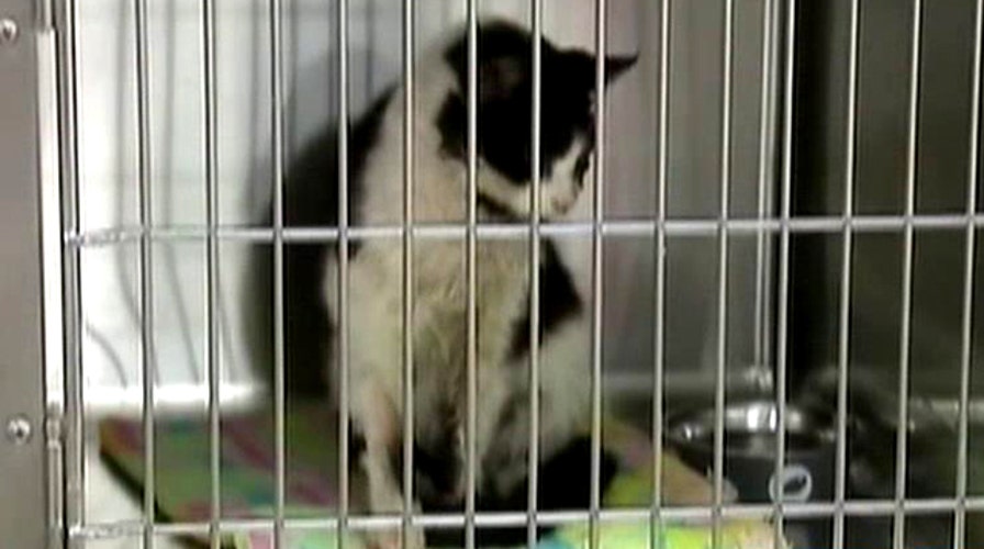 Buried cat comes back from the dead in Tampa, Florida