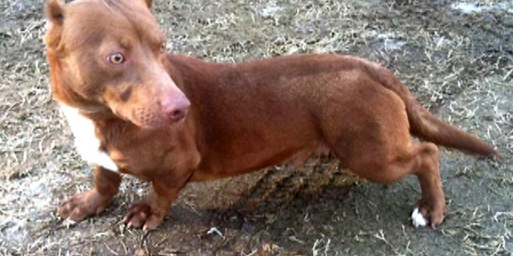 Pitbull dachshund best sale mix for adoption