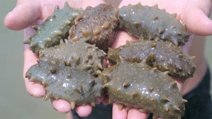 'Miracle' sea cucumber used to treat cancer